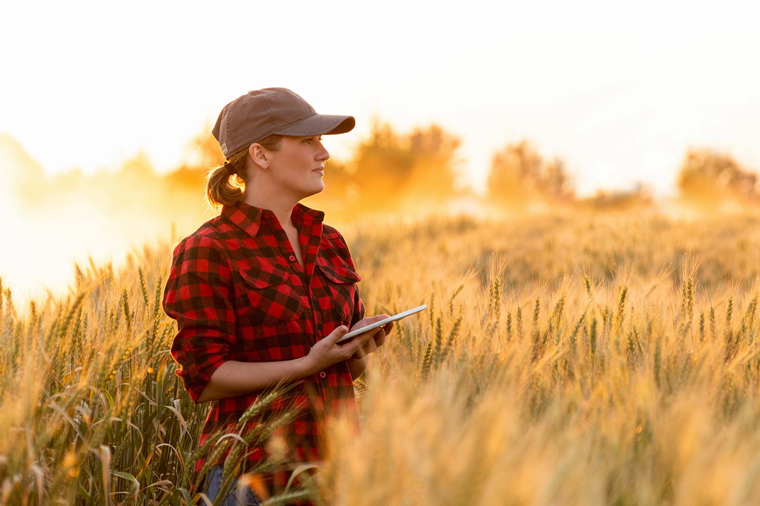 Female farmer in wheat crop with iPad collecting data