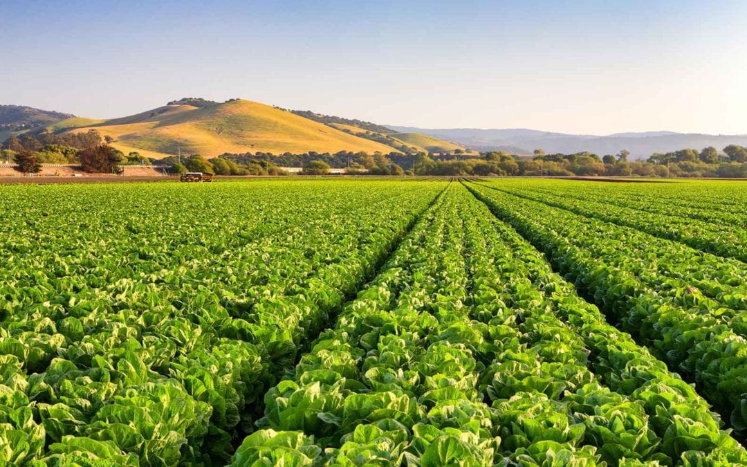 ZAG | Salinas Valley