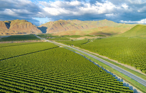 Technology and Agribusiness: Challenges IT Can Address