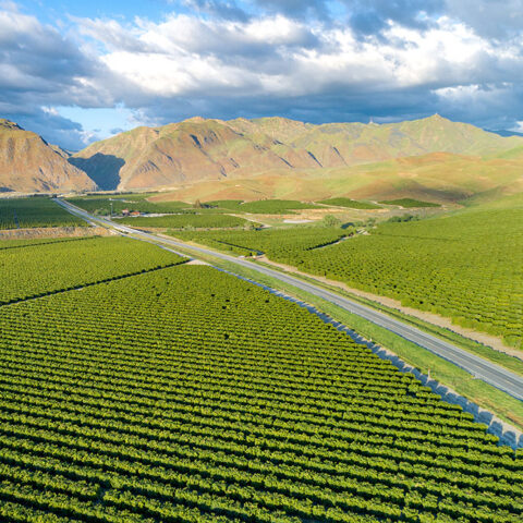 Technology and Agribusiness: Challenges IT Can Address