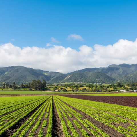 Big Data and the Agricultural Industry: The Future of Farming