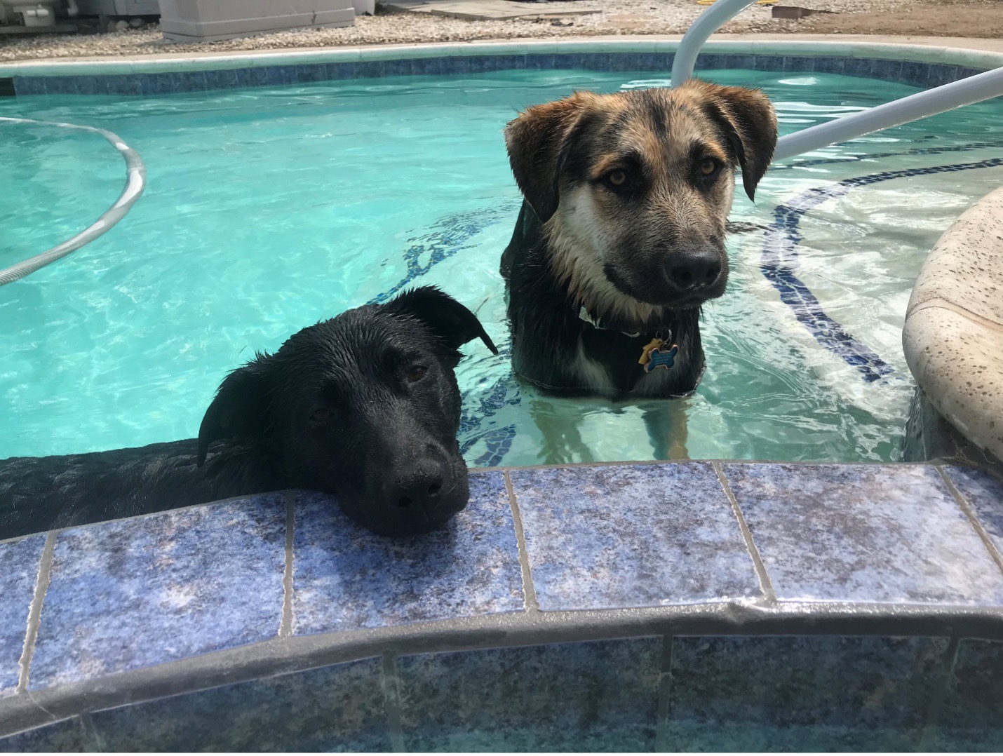 Two lab/shepherd mix dogs pictured in a swimming pool