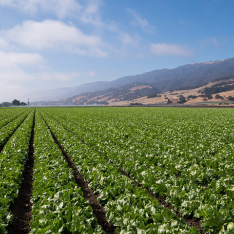 How the White House Open Letter on Ransomware Could Impact the Ag Industry