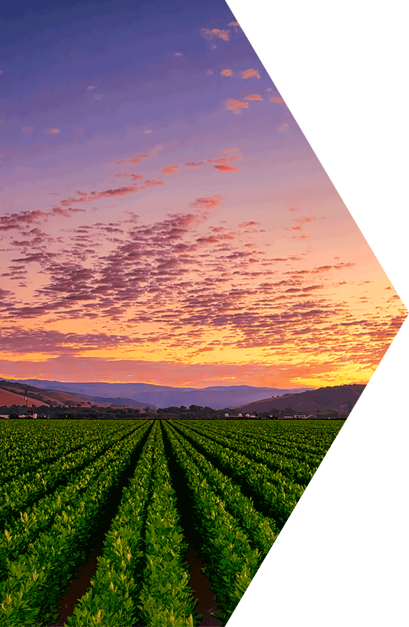 California Salinas Valley Agriculture Fields