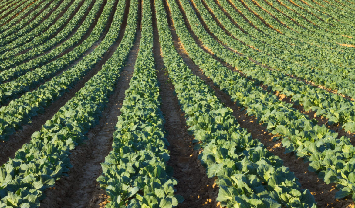 Case Study: Dobler & Sons