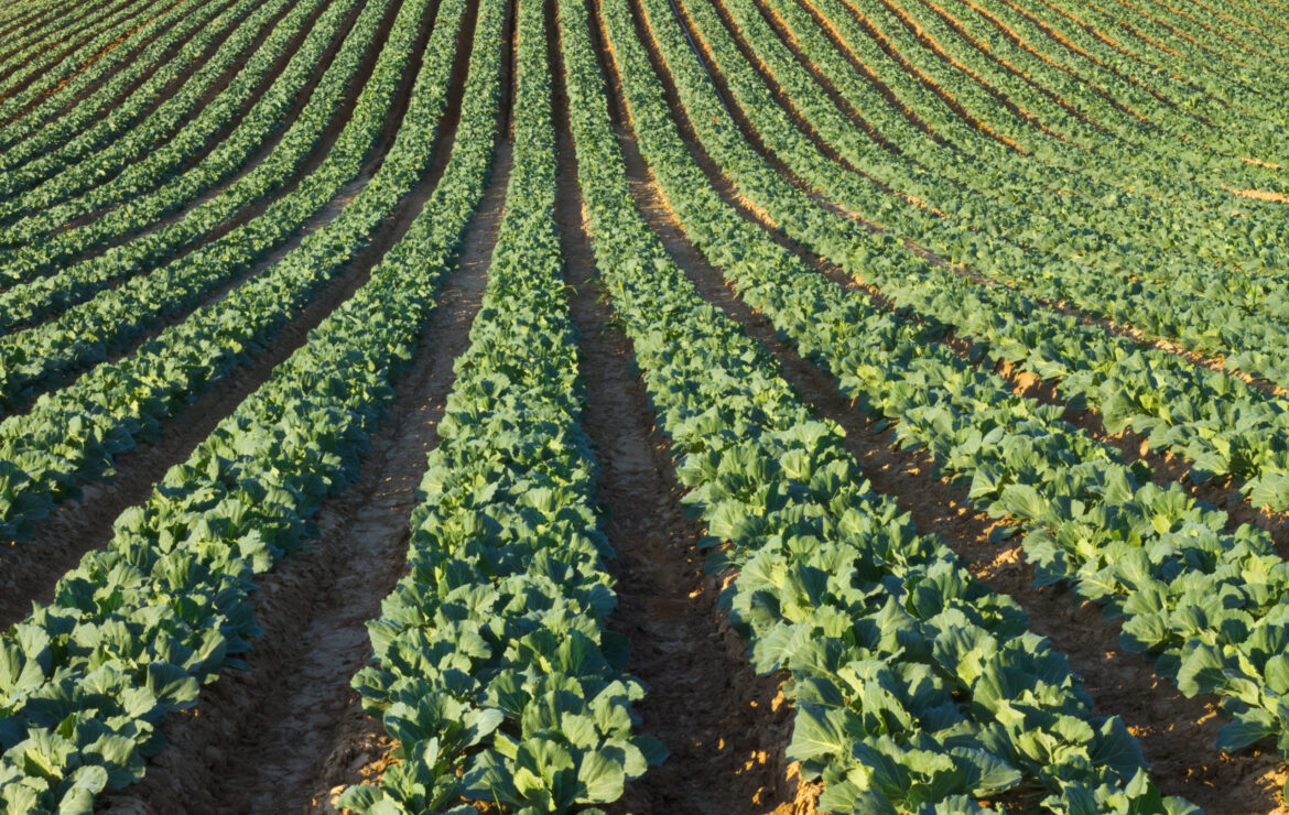 Case Study: Dobler & Sons