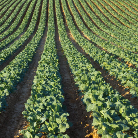 Case Study: Dobler & Sons
