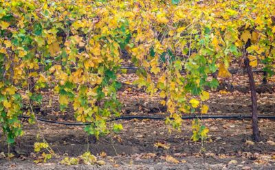 Ag Executive Cyber Briefing – June 2022