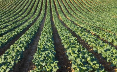 Cyber Awareness Month: Our Mission in Protecting the Nation’s Food Supply