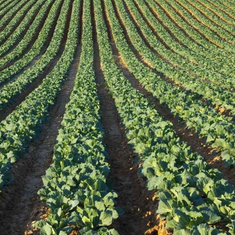 Cyber Awareness Month: Our Mission in Protecting the Nation’s Food Supply