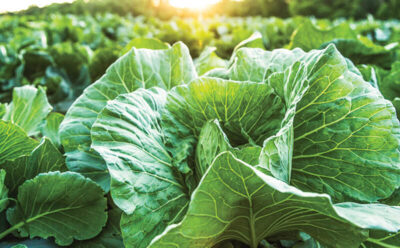 Case Study: Markon Cooperative