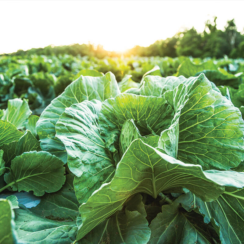 Case Study: Markon Cooperative