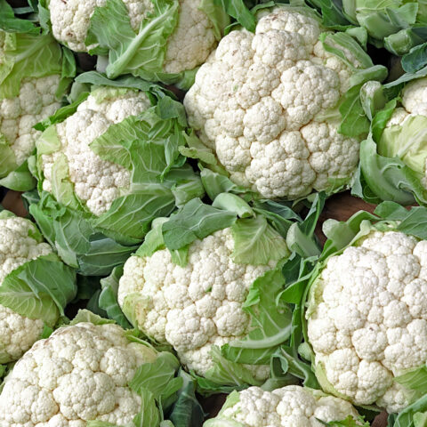 Grower Shipper Packer
