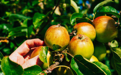 Transforming Agriculture to Unlock Business Growth