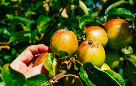 Transforming Agriculture to Unlock Business Growth