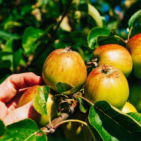Transforming Agriculture to Unlock Business Growth