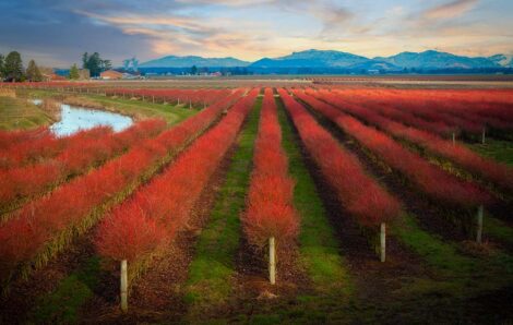 Agriculture Data: The Untapped Farming Commodity