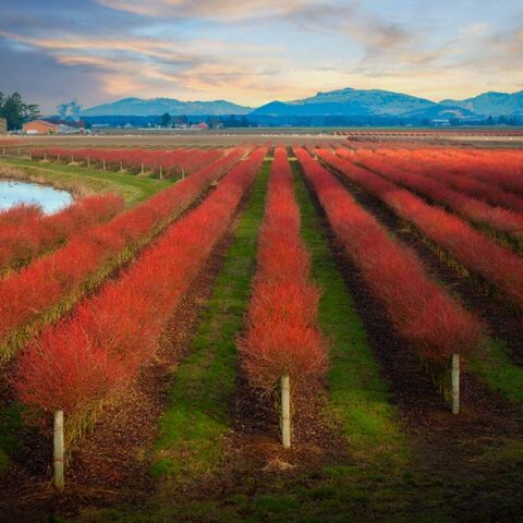 Agriculture Data: The Untapped Farming Commodity